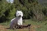 WESTIE 091